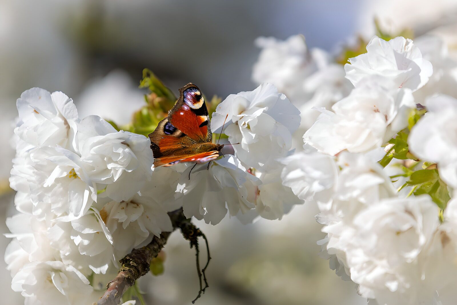 HPDK82362: Dagpåfugleøje på hvide forårsblomster