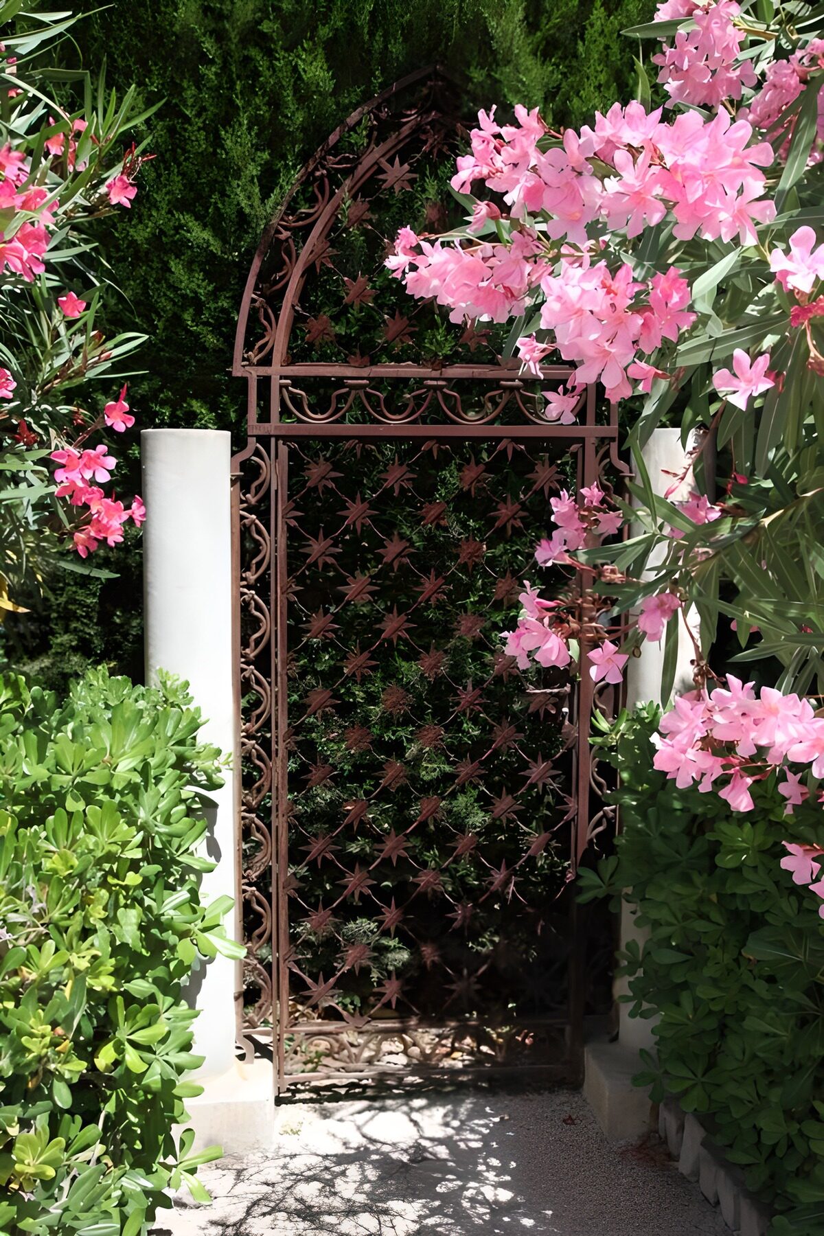 HPDK57775: Sol på haveport og lyserøde blomster