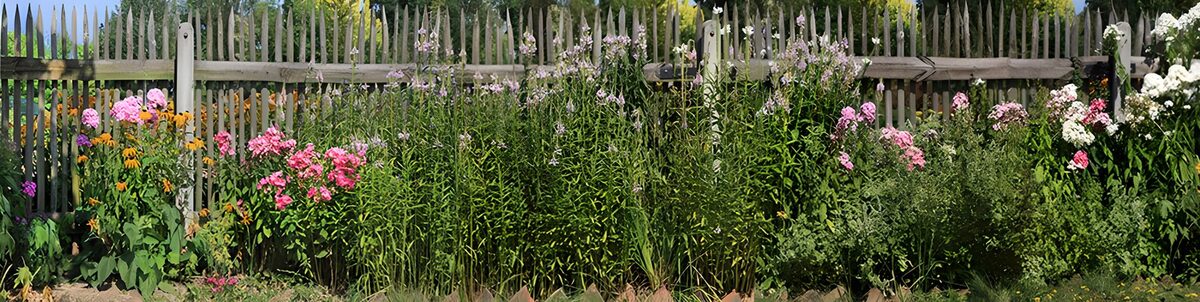 HPDK26307: Sommerblomster foran et slidt træhegn