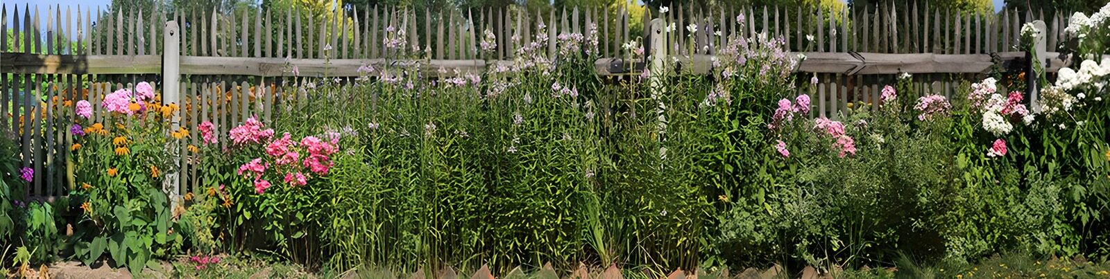 HPDK26307: Sommerblomster foran et slidt træhegn