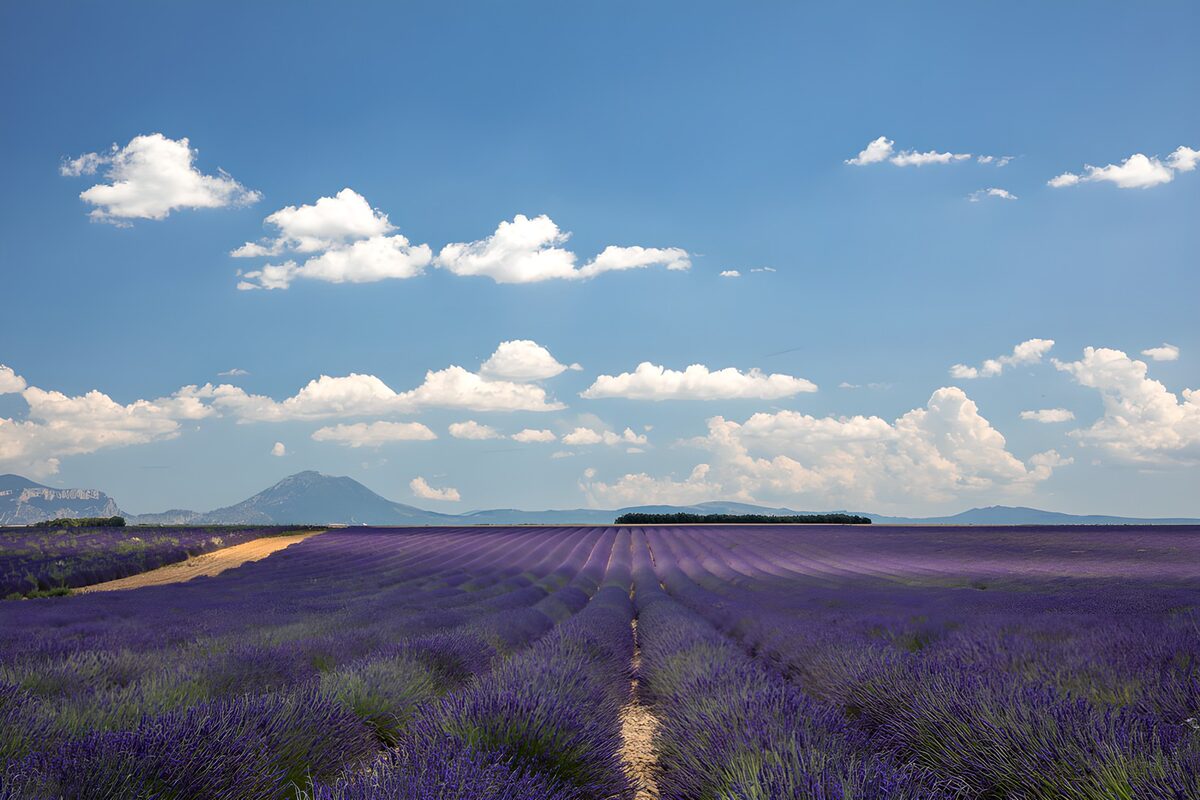 Lavendel så langt øjet rækker