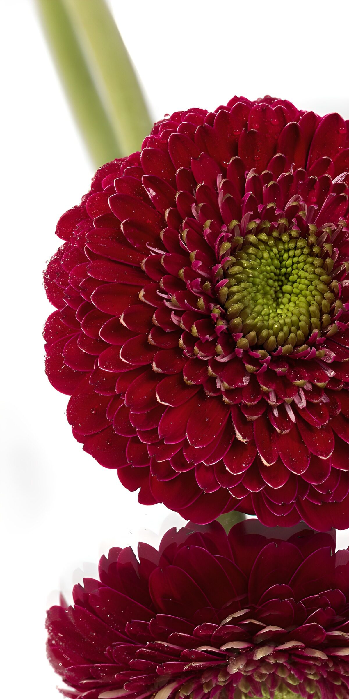 HPDK87517: Mørkerød gerbera på nært hold