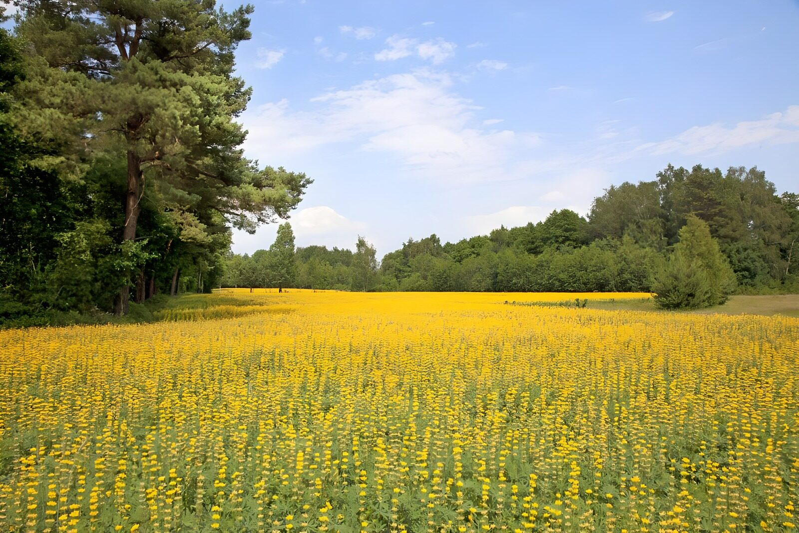 HPDK84223: Gul blomstereng i sommerlys
