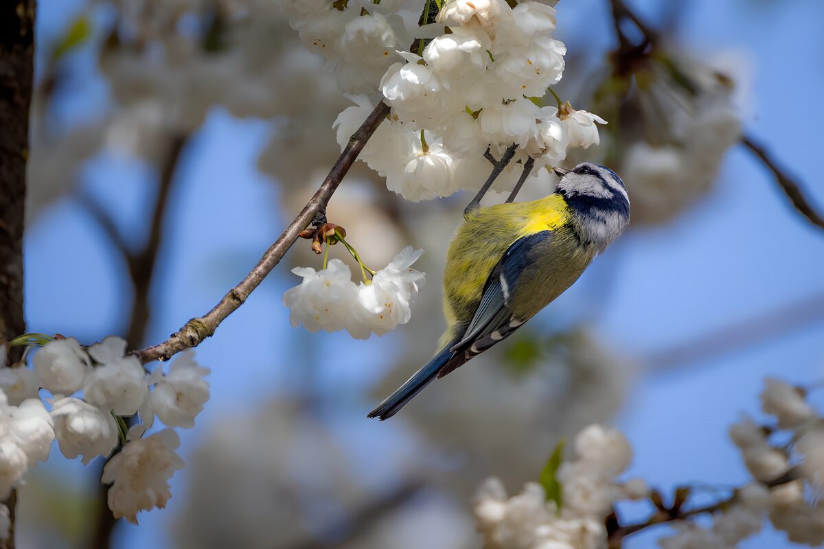 Blåmejse blandt hvide forårsblomster