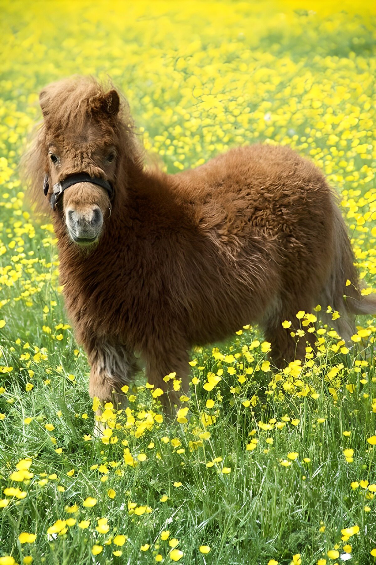 Brun pony blandt solgule blomster