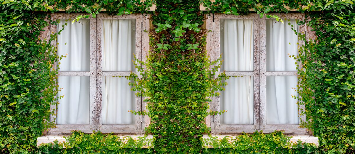 To vinduer i en frodig facade