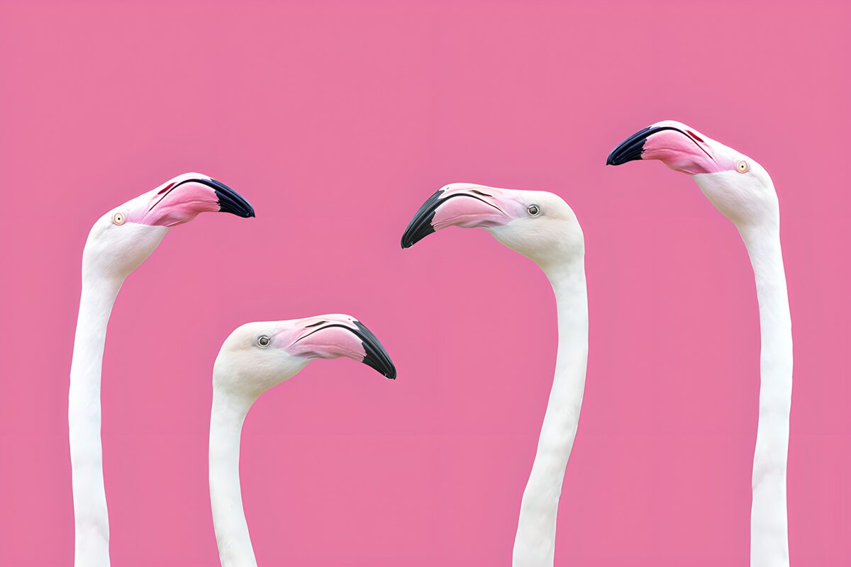 Fire hvide flamingoer på pink