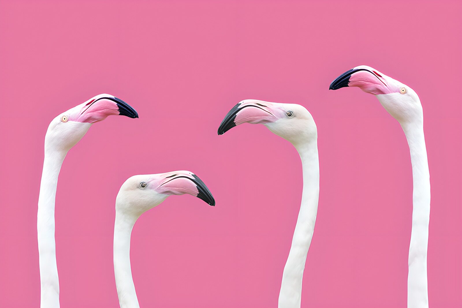 HPDK79883: Fire hvide flamingoer på pink