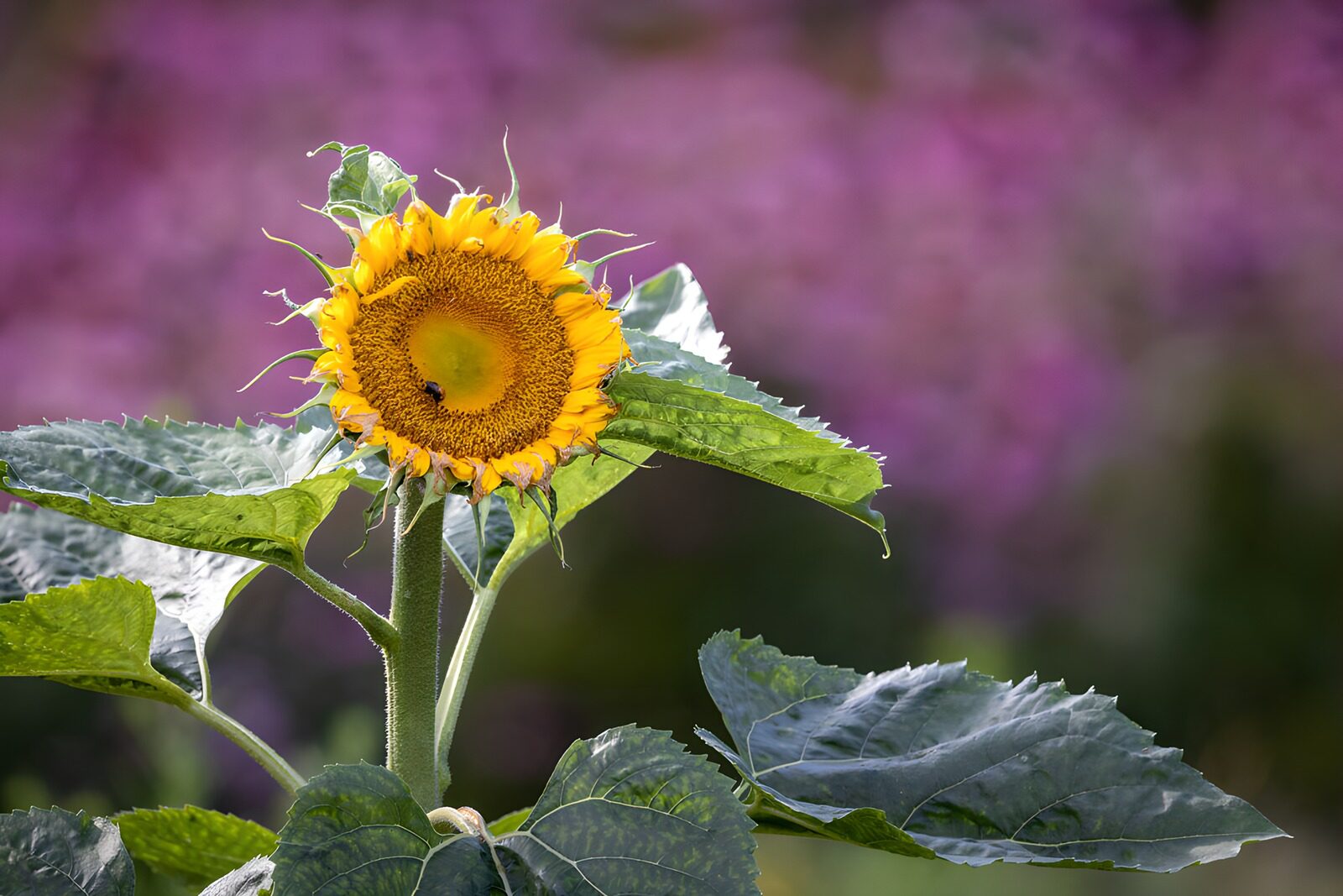 HPDK65620: Gul solsikke i varmt sommerlys
