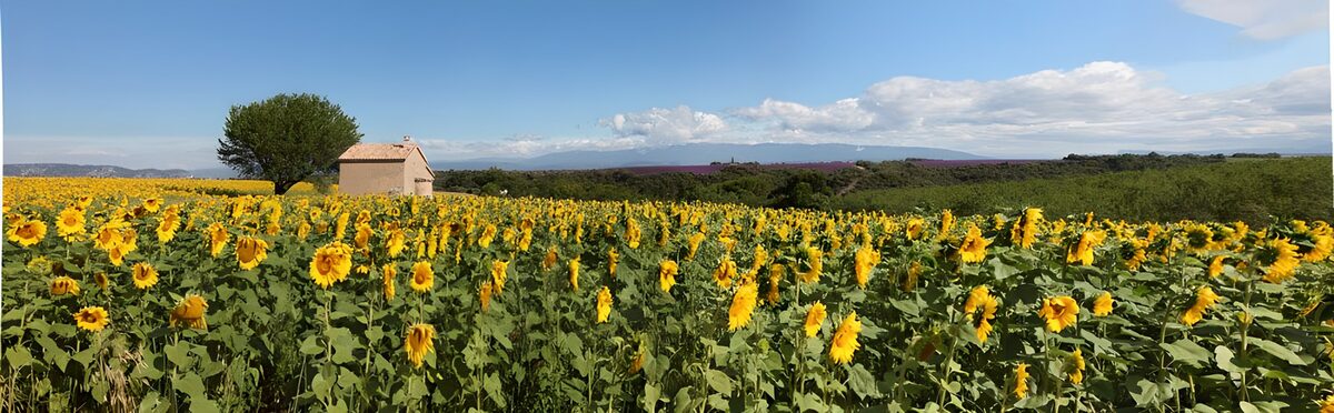 Solsikkemark under sommerhimlen