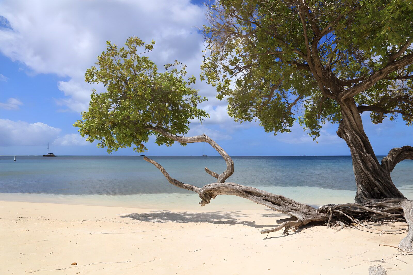 HPDK62887: Strandtræ ved det turkisblå hav