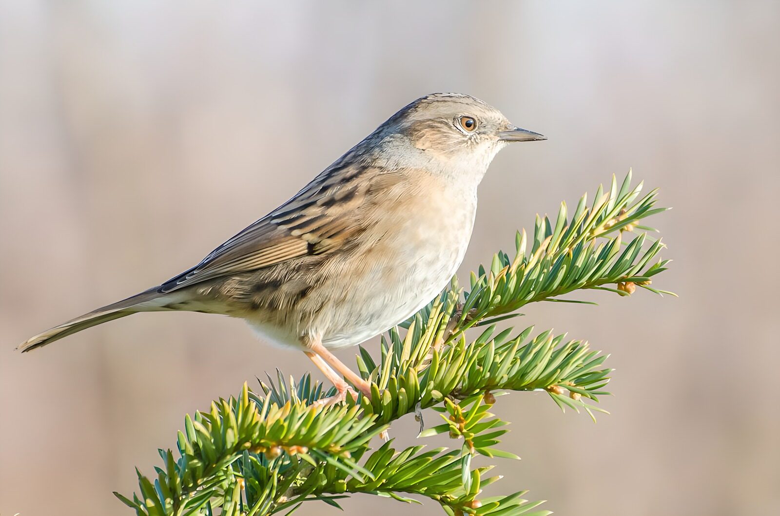 HPDK62801: Jernspurv på en solbeskinnet nålegren