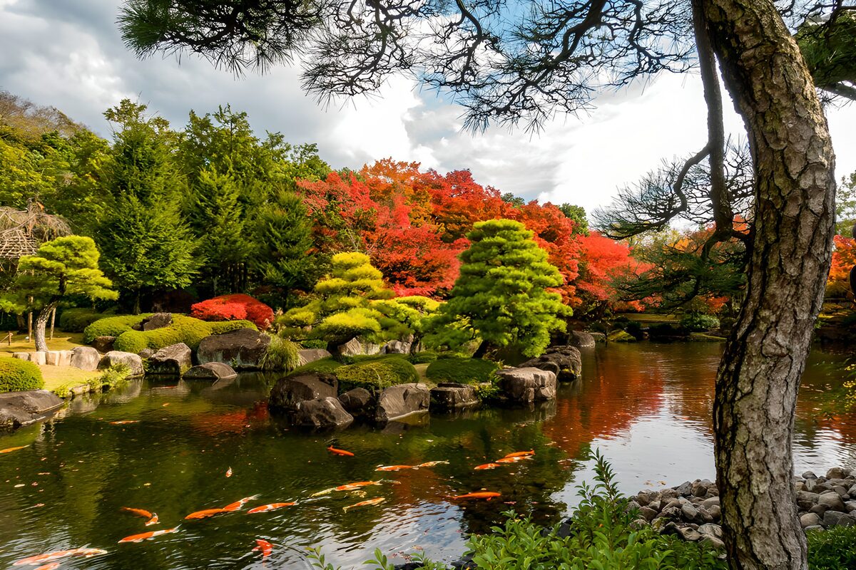 Koidam i japansk have med efterårsro