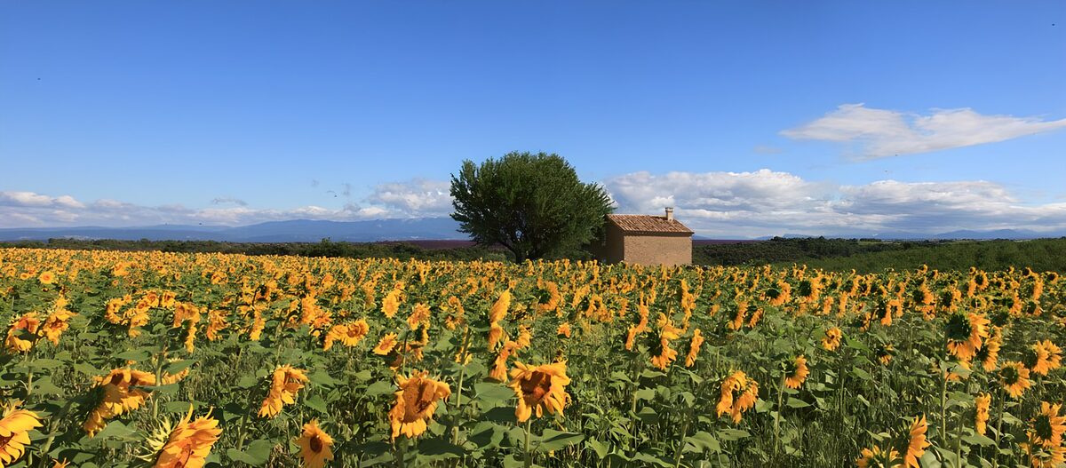 Solsikkemark under en blå sommerhimmel