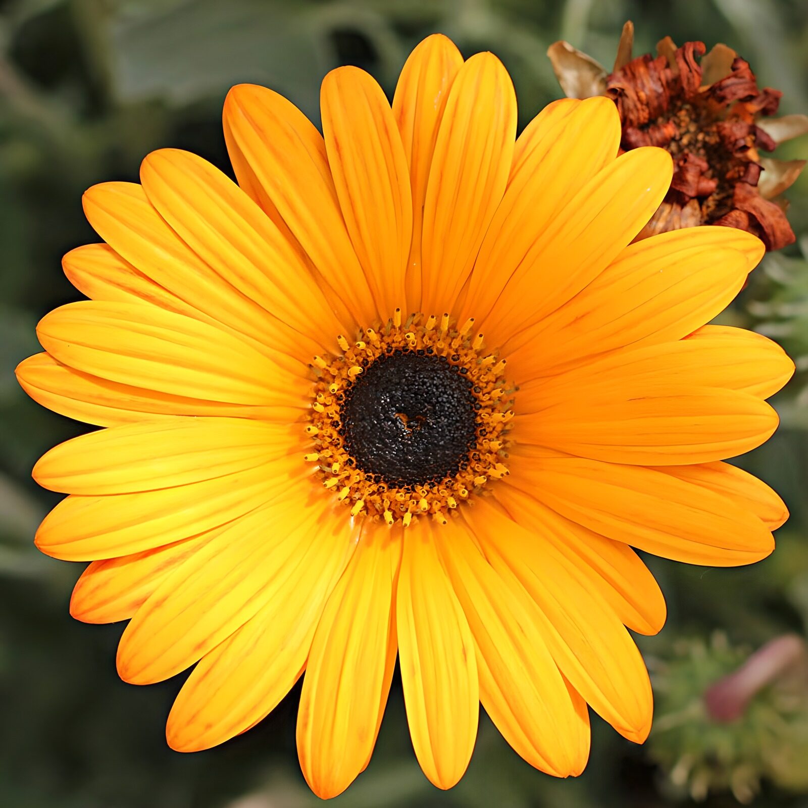 HPDK60788: Gul og orange blomst i varmt sollys