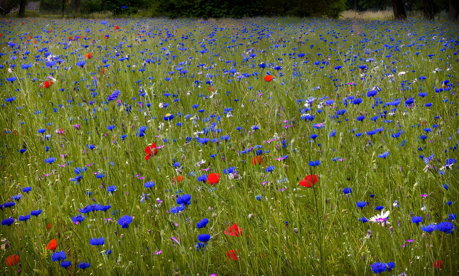 HPDK79912: Kornblomster og valmuer i solskin