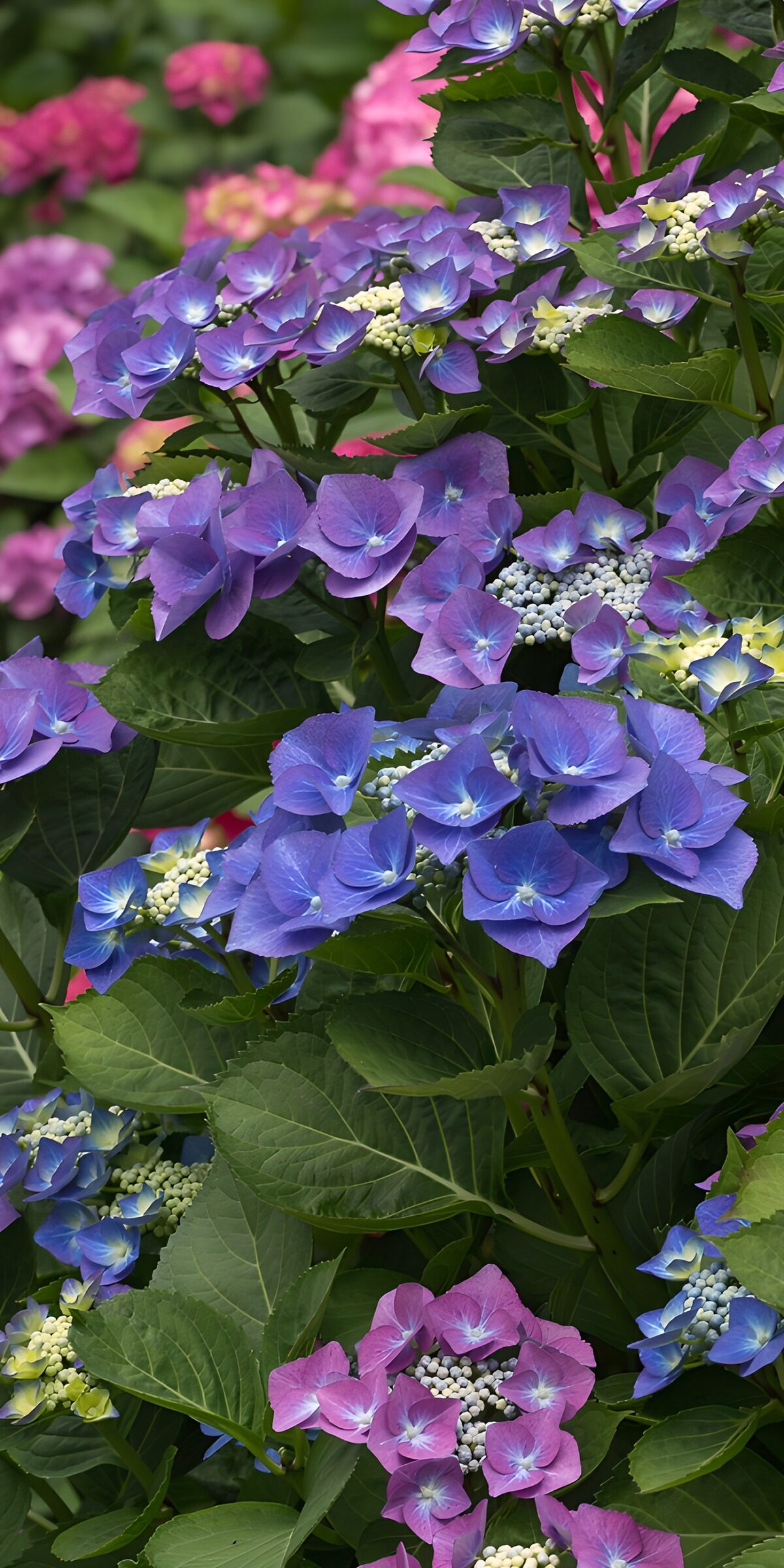 HPDK55639: Blå og lilla hortensia i frodigt grønt