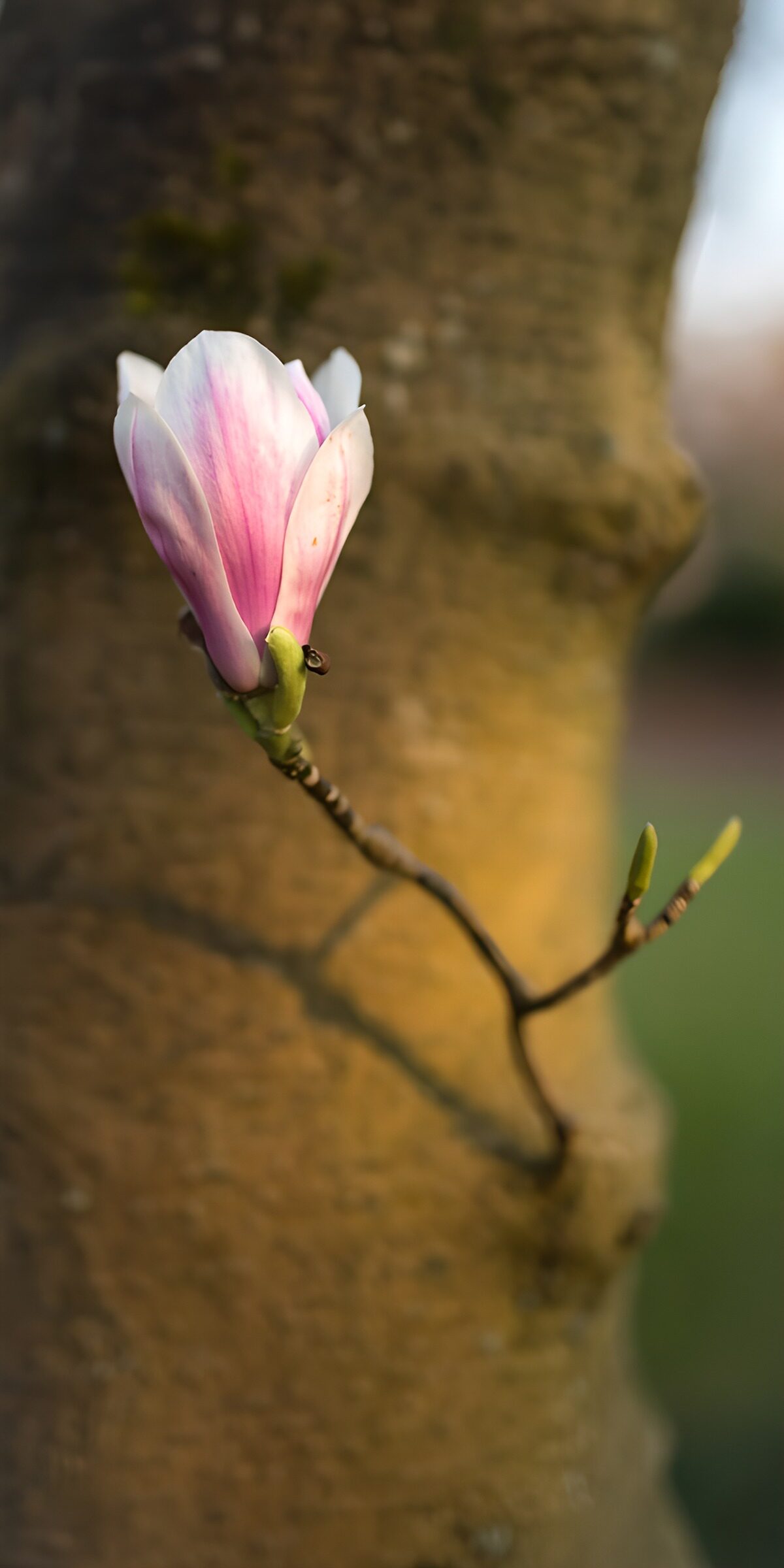 HPDK30462: Lyserød magnolia i varmt sollys
