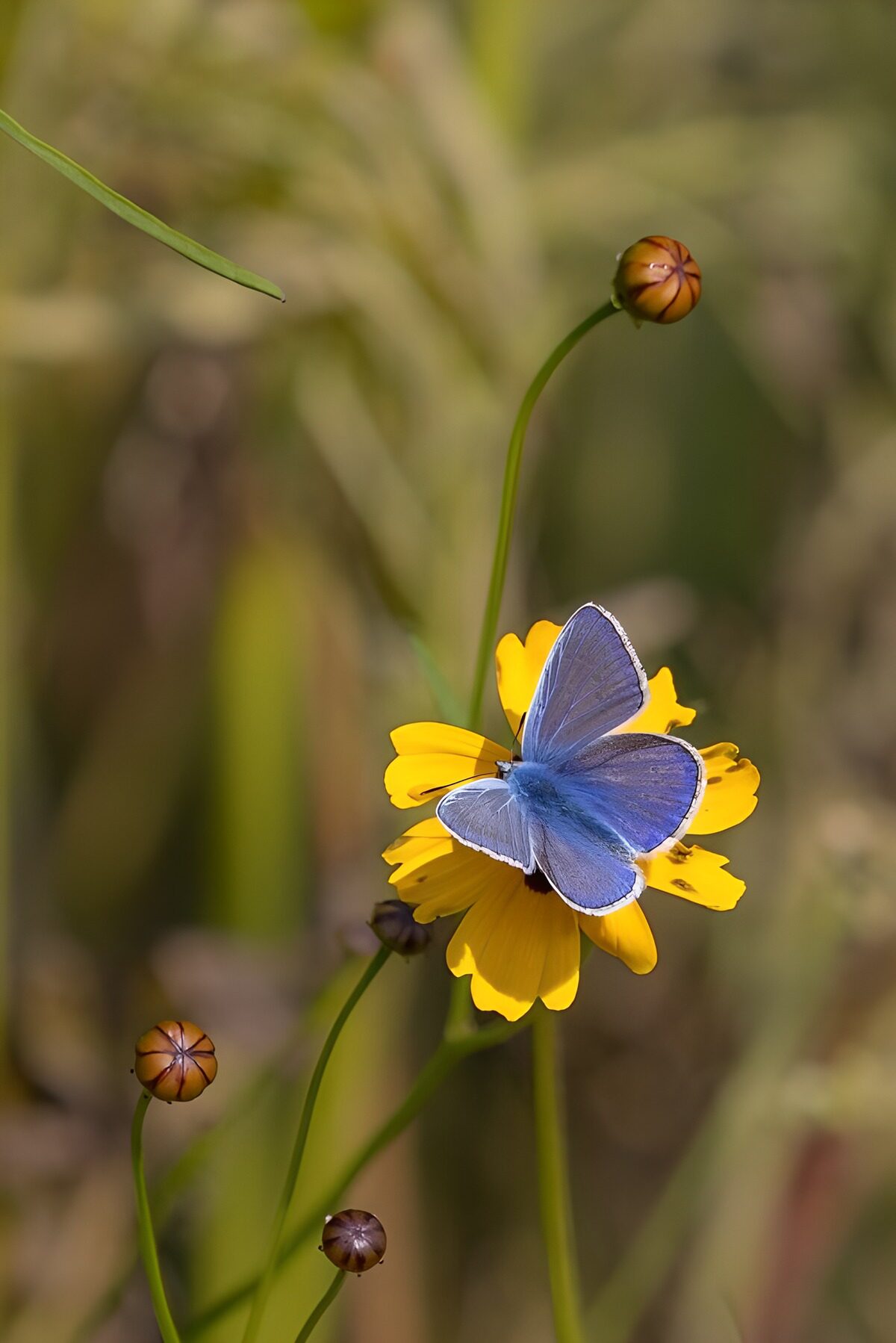Blå sommerfugl på gul blomst i sol