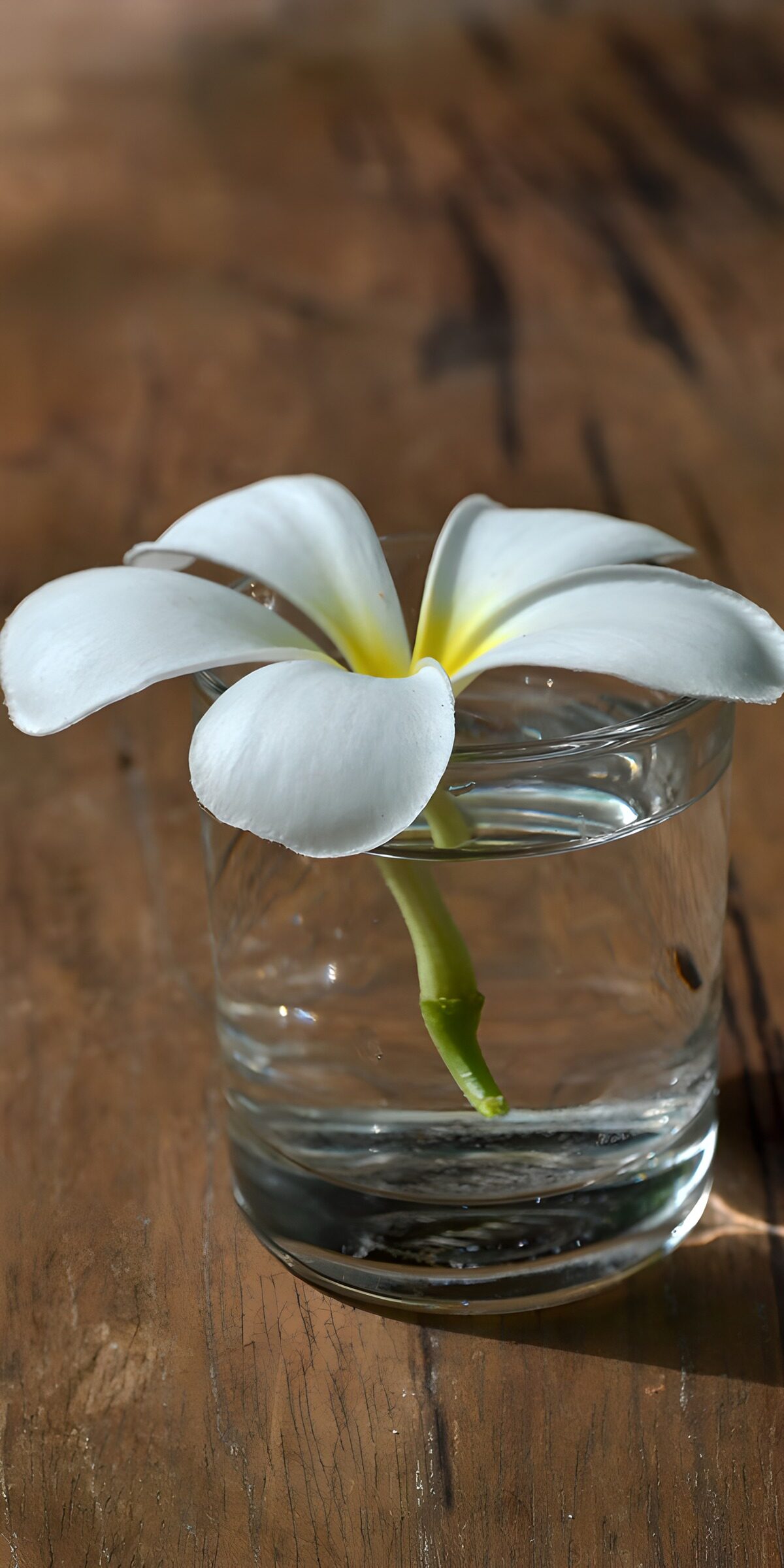 HPDK99657: Hvid frangipani i et solbeskinnet glas