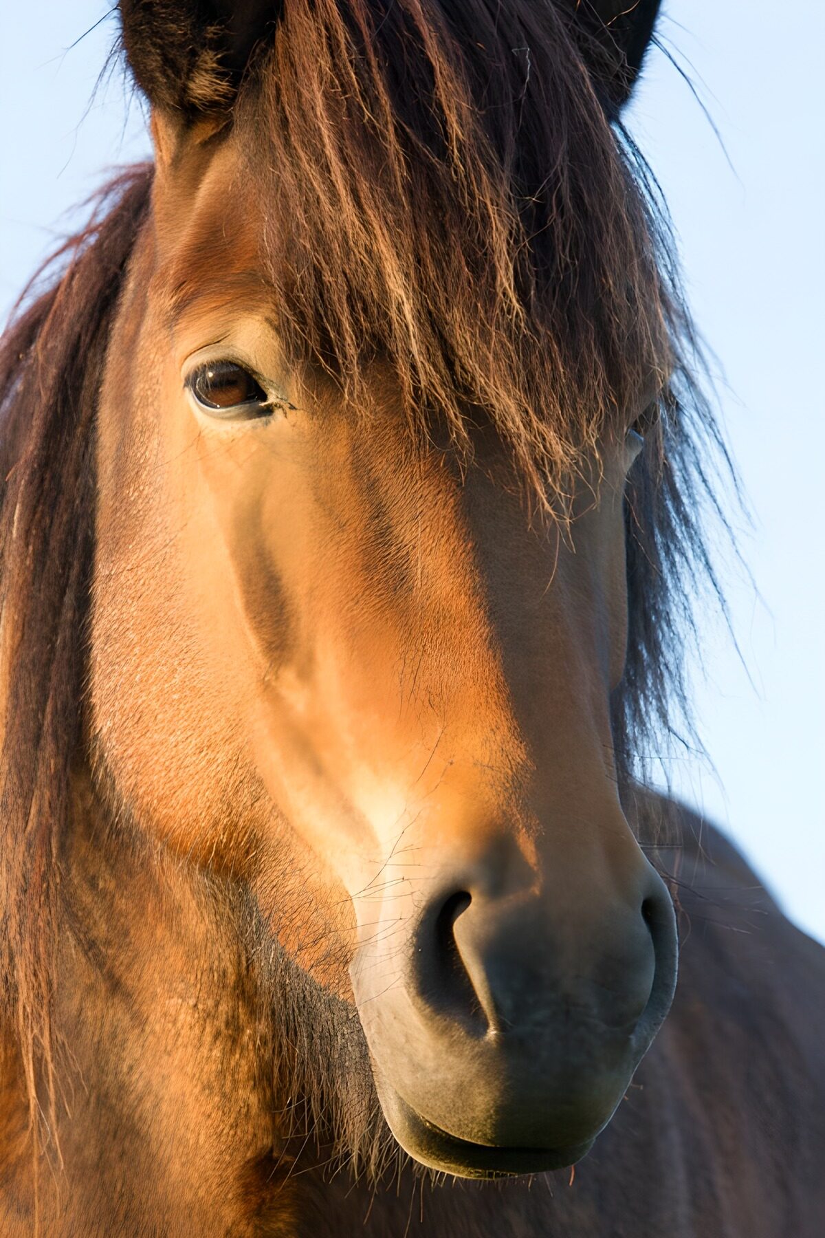 HPDK91493: Brun hest i varmt sidelys