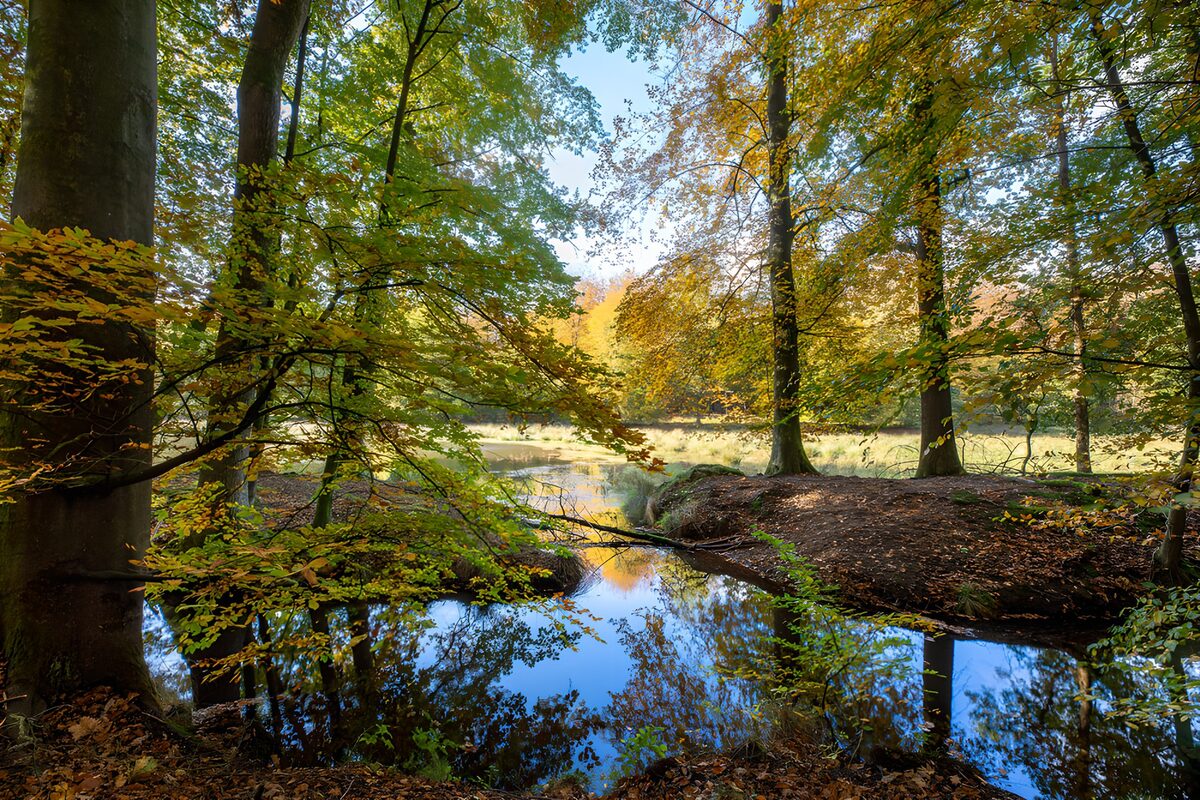 Efterårstræer spejlet i stille vand