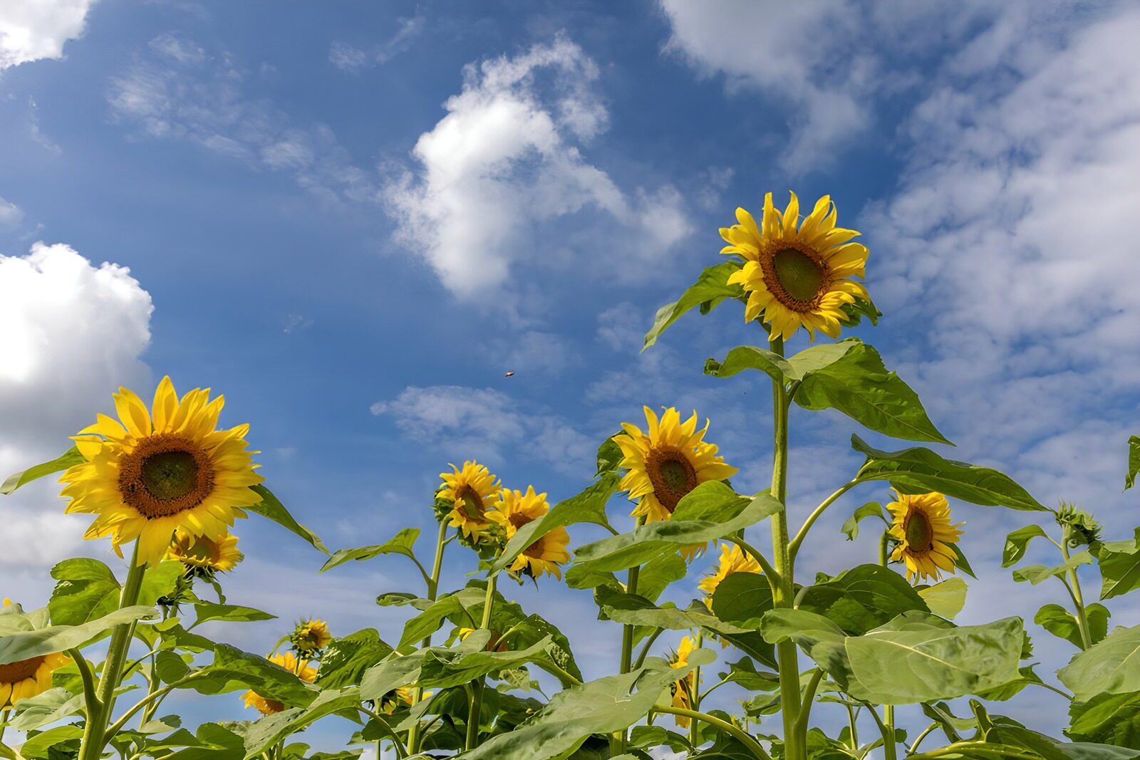 HPDK69964: Solsikker under blå sommerhimmel