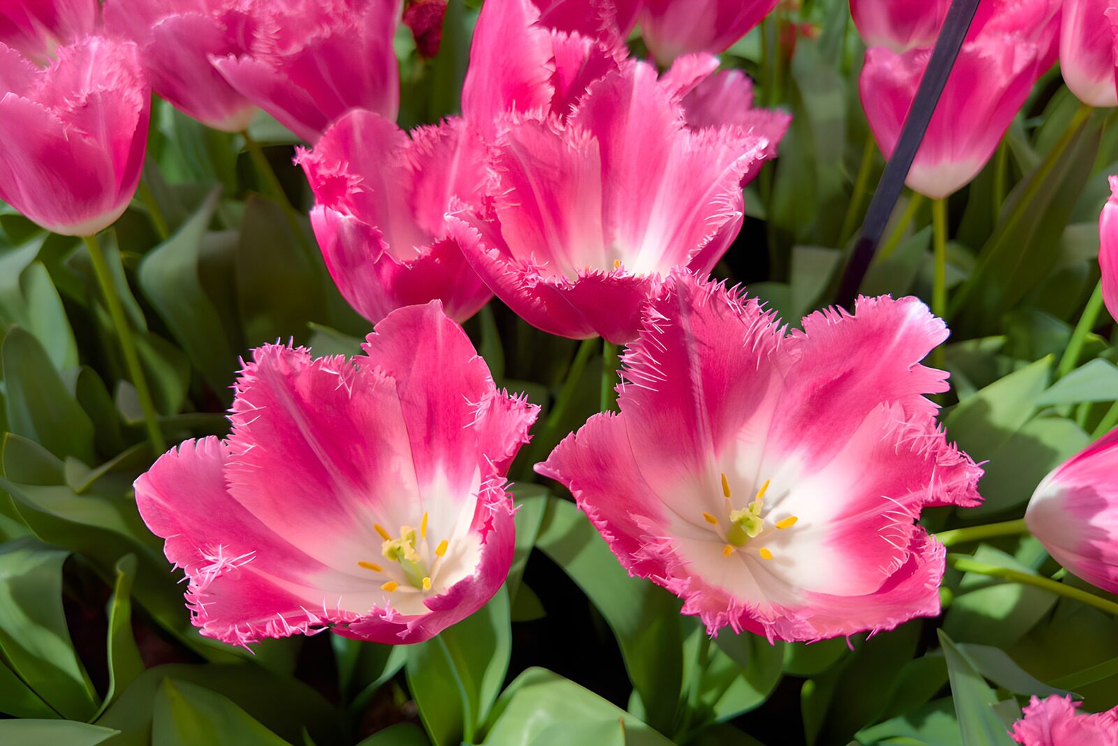 HPDK68530: Pink tulipaner med fine frynser