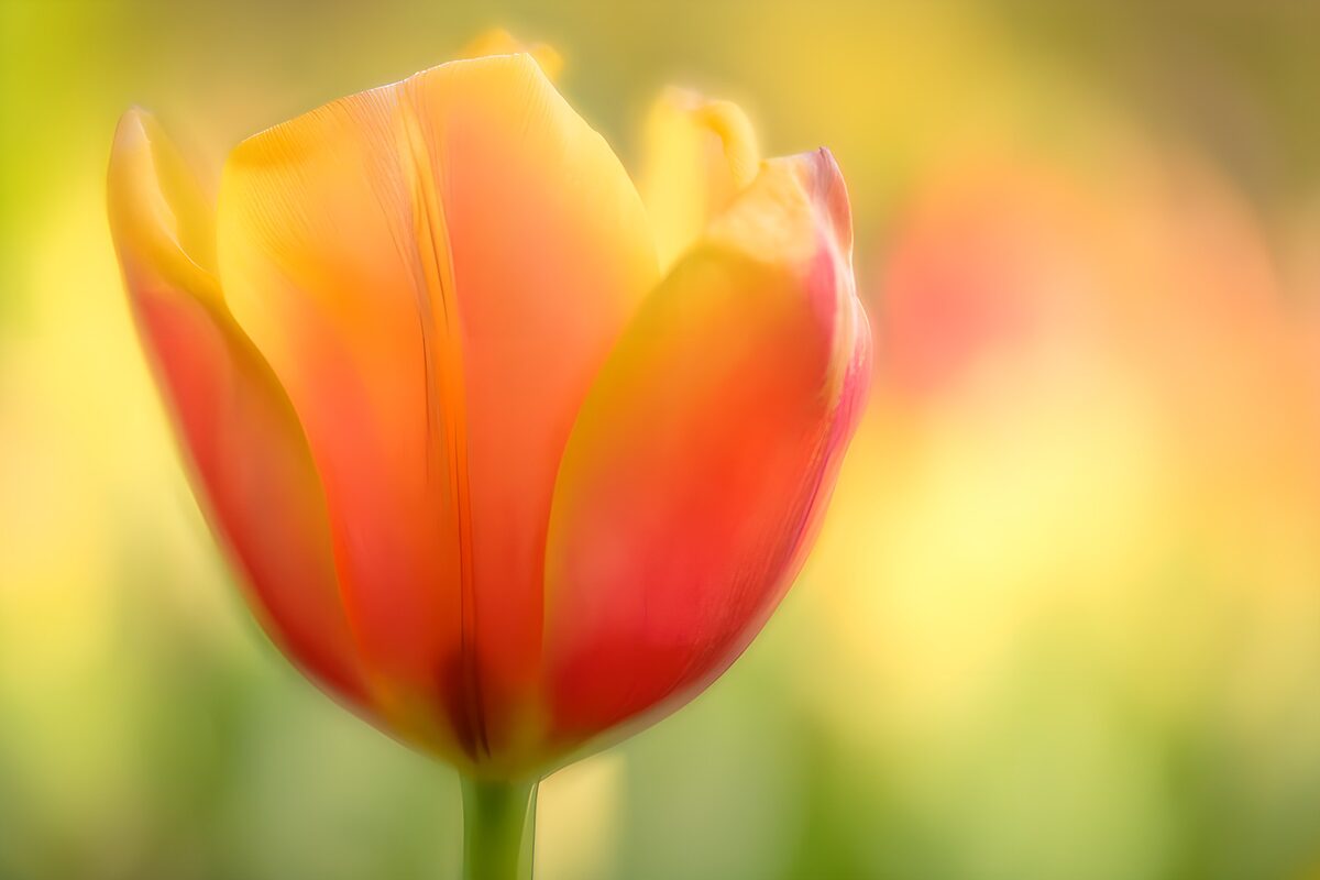 Gul og rosa tulipan i blødt lys