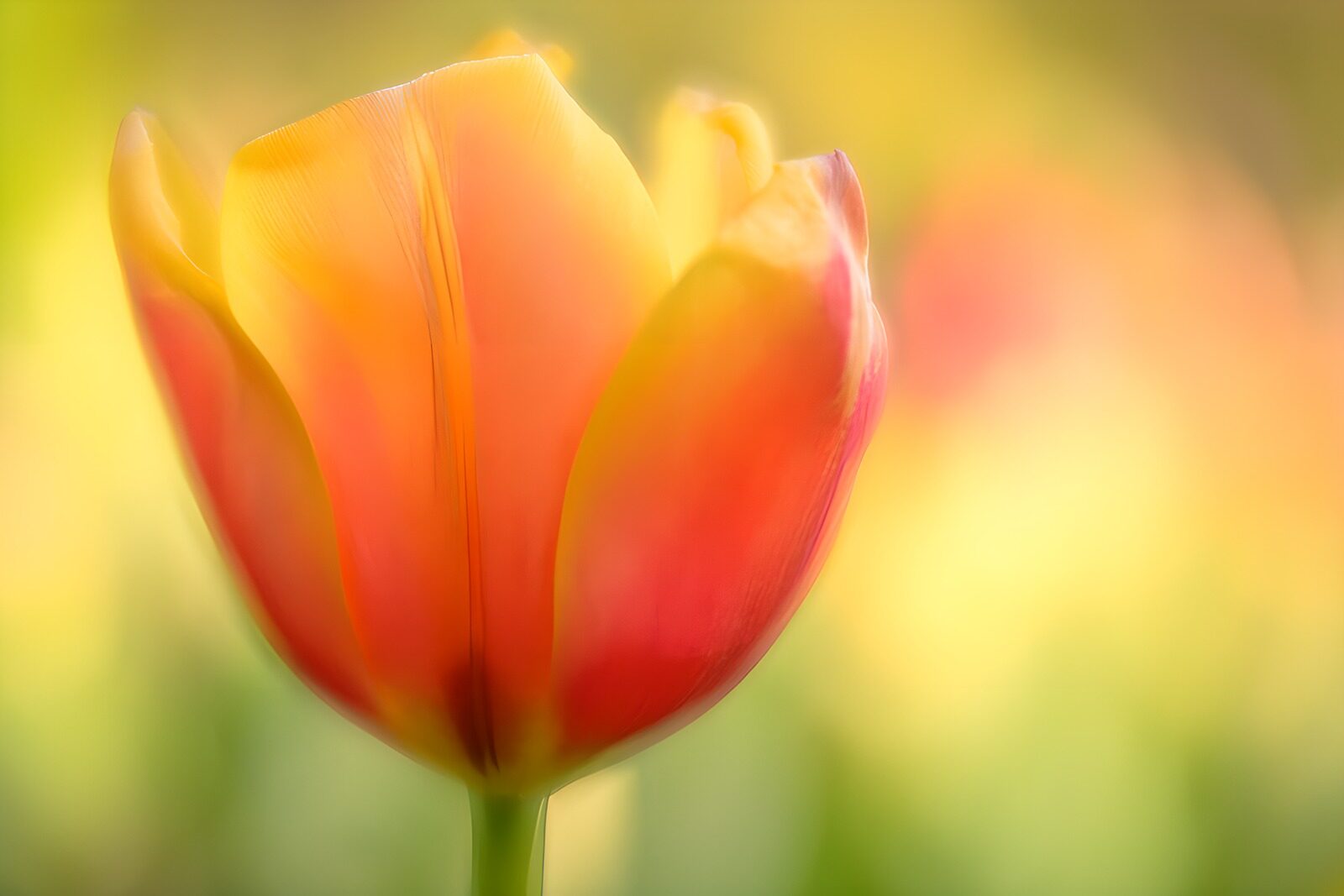 HPDK97097: Gul og rosa tulipan i blødt lys
