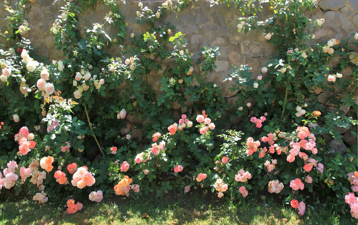 HPDK57957: Hvide og rosa roser ved en solrig stenmur