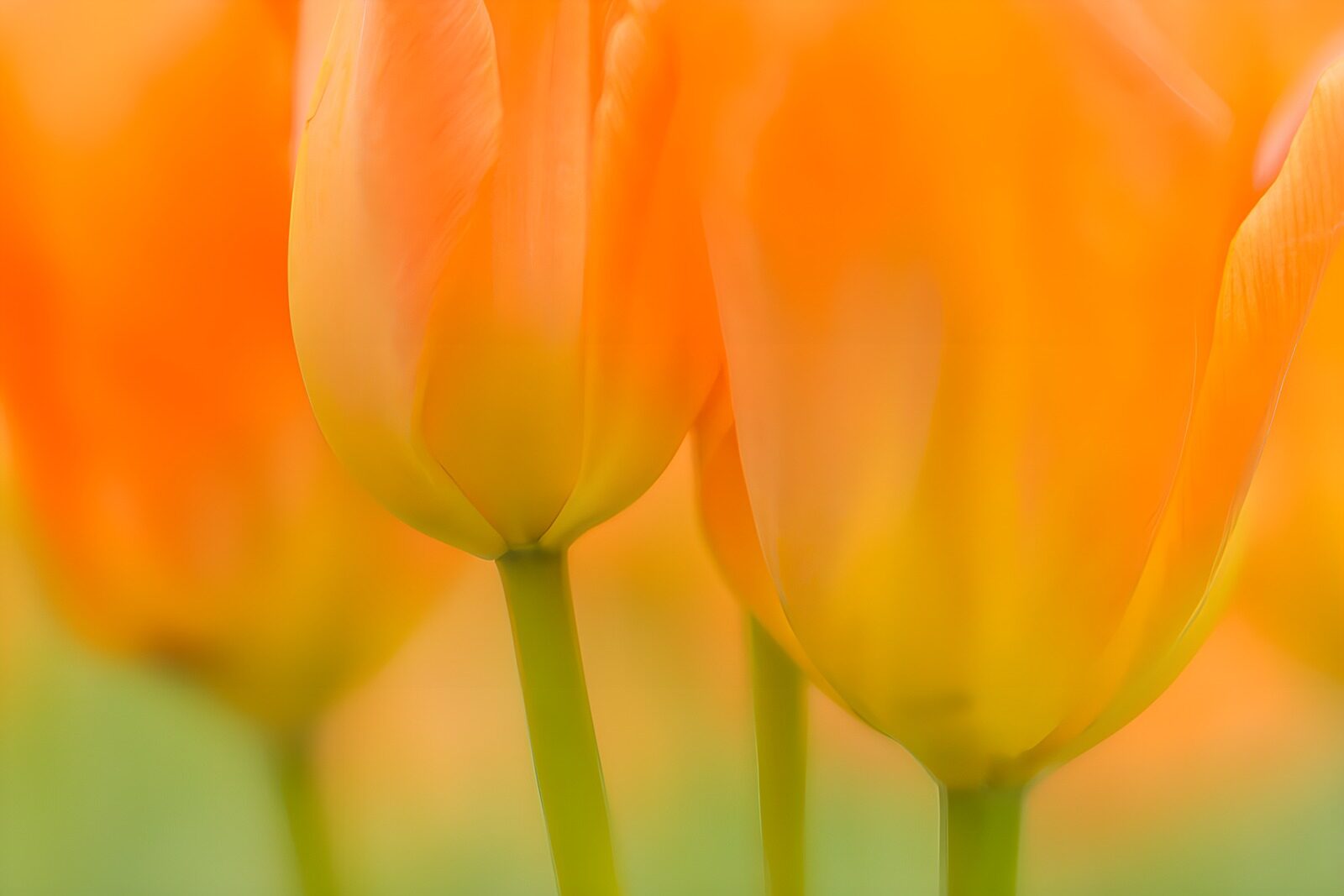 HPDK25400: Orange og gule tulipaner i blødt lys