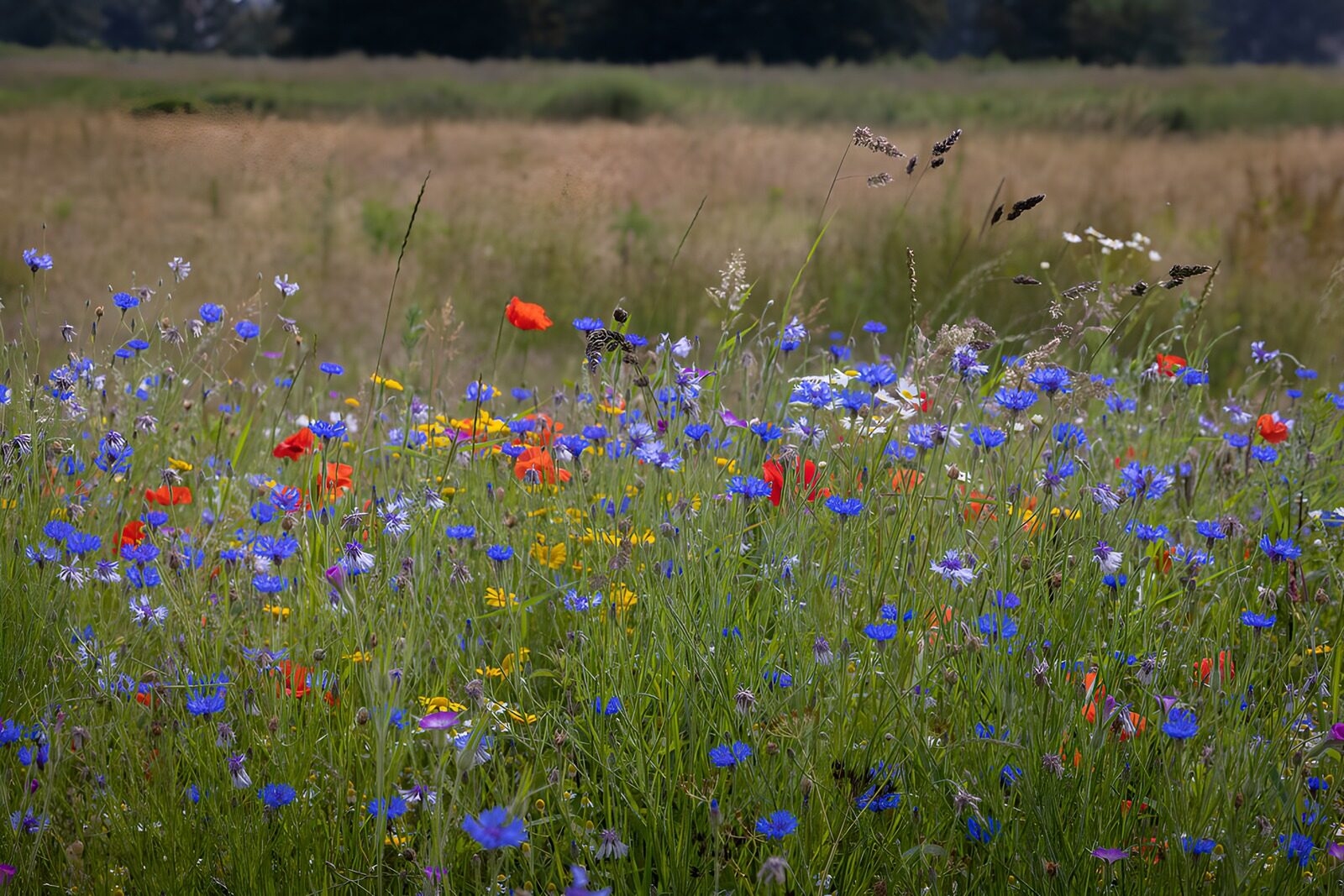 HPDK78424: Kornblomster og valmuer i sommergræs