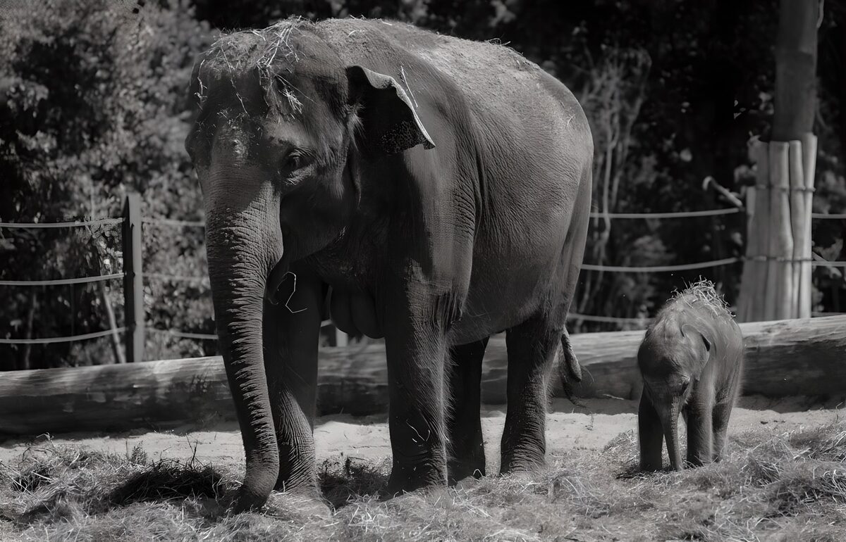 Elefant og kalv side om side