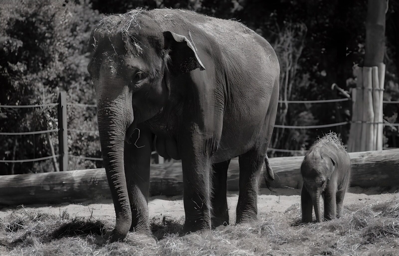 HPDK93435: Elefant og kalv side om side