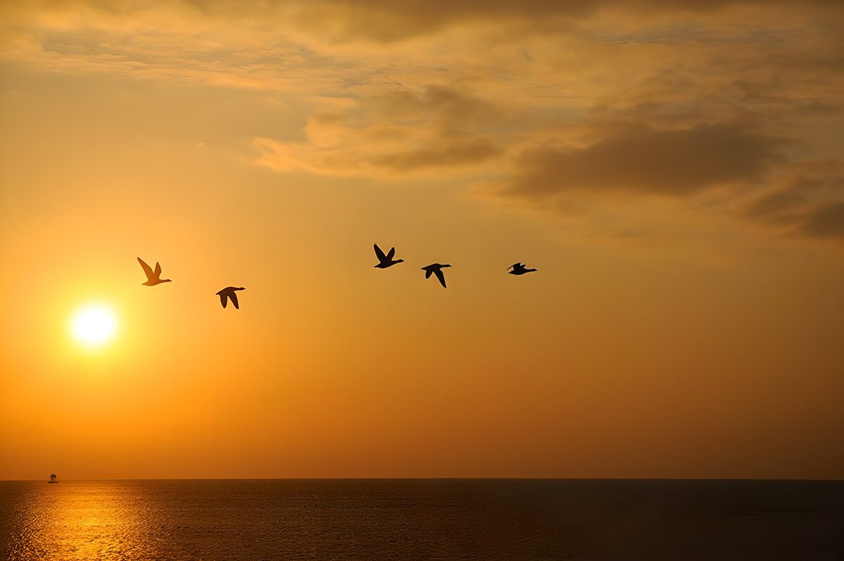 Fem fugle over havet i solnedgang