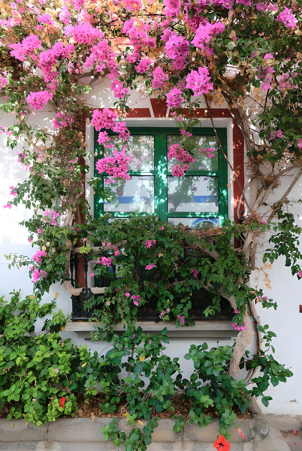 HPDK67109: Pink bougainvillea om et sollyst vindue