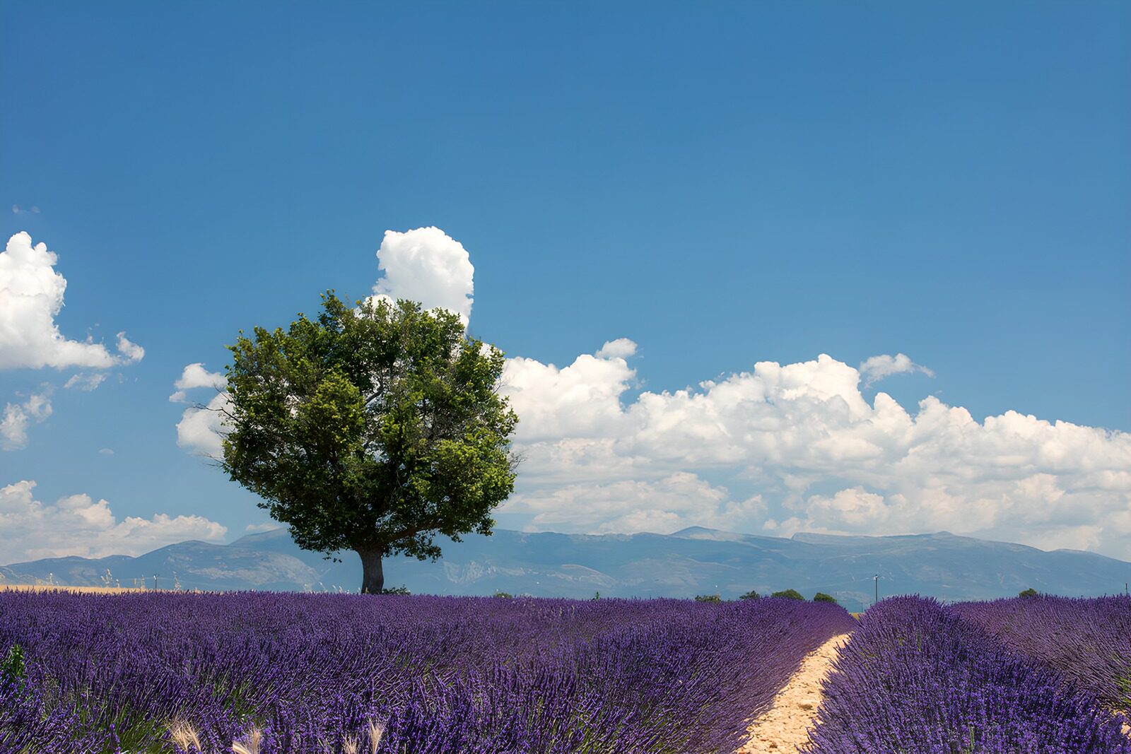 HPDK70247: Et hav af lavendel under hvide skyer