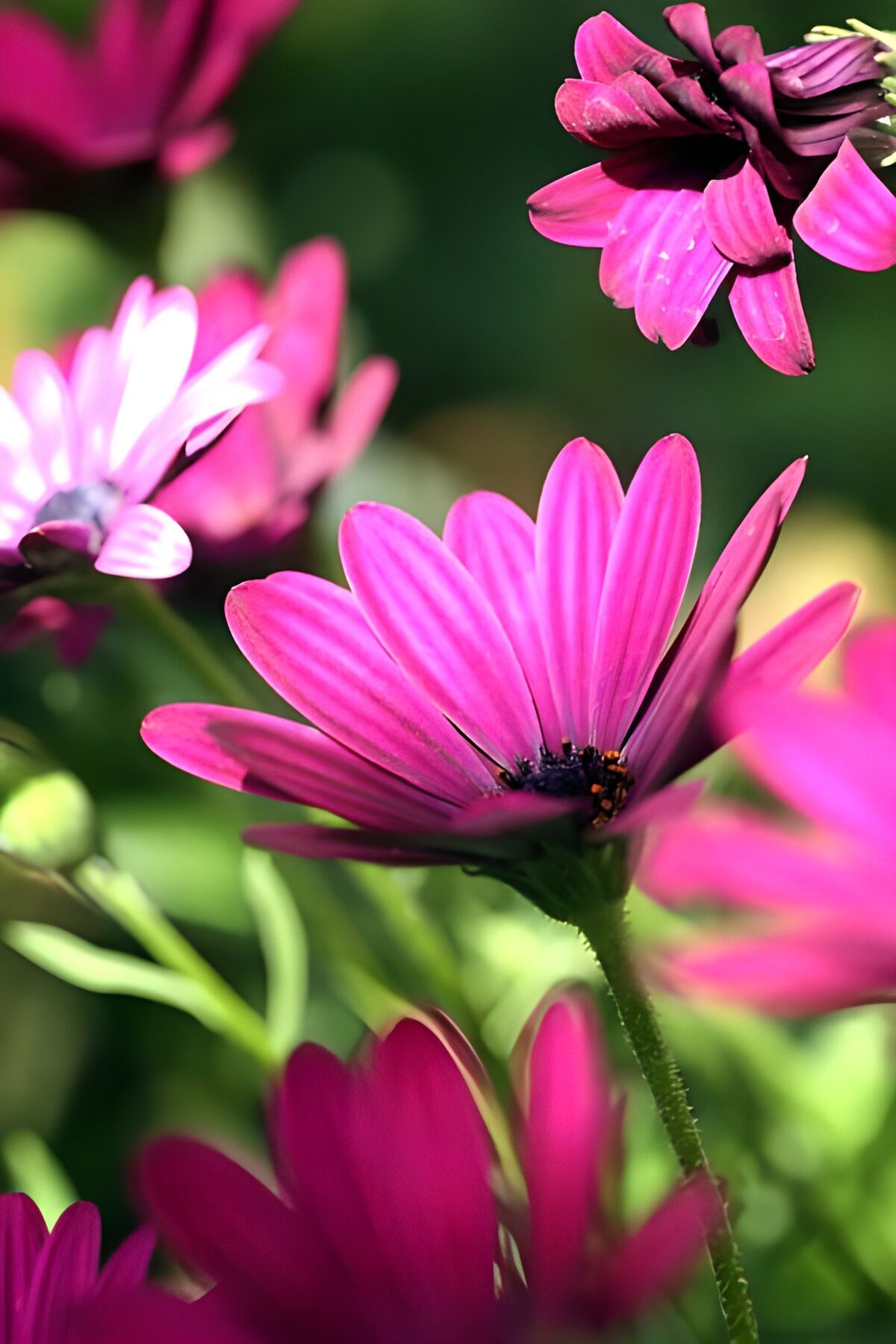 Pink afrikansk marguerit i sollys