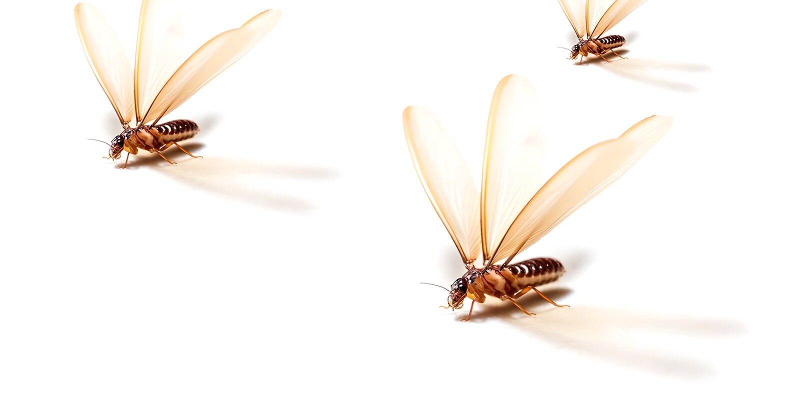 HPDK60436: Tre vingede insekter i blødt lys