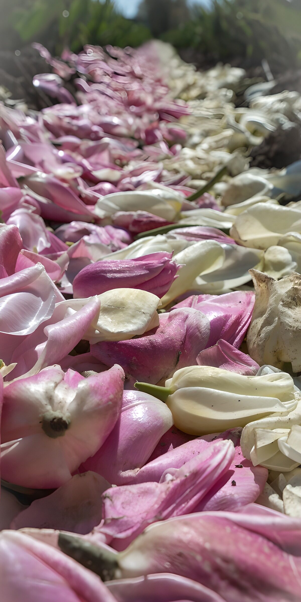HPDK60312: Faldne tulipankronblade i rosa og hvidt