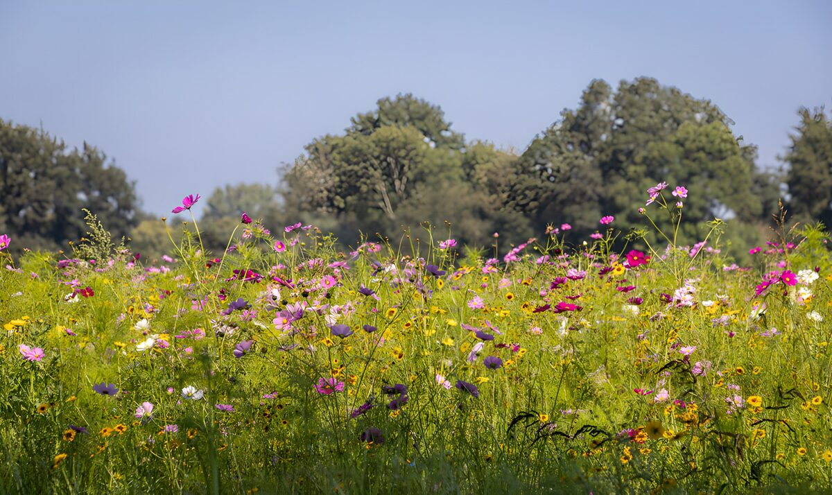 Farverig blomstereng i sommersol