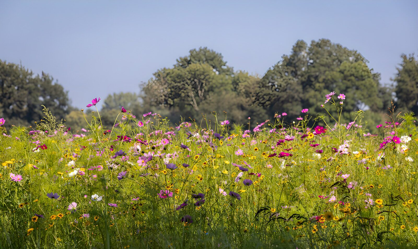 HPDK98950: Farverig blomstereng i sommersol