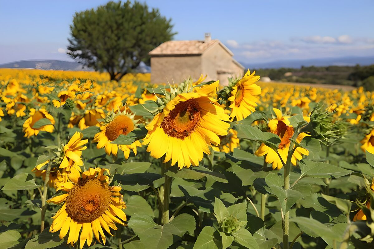 Solsikkemark i sommersol
