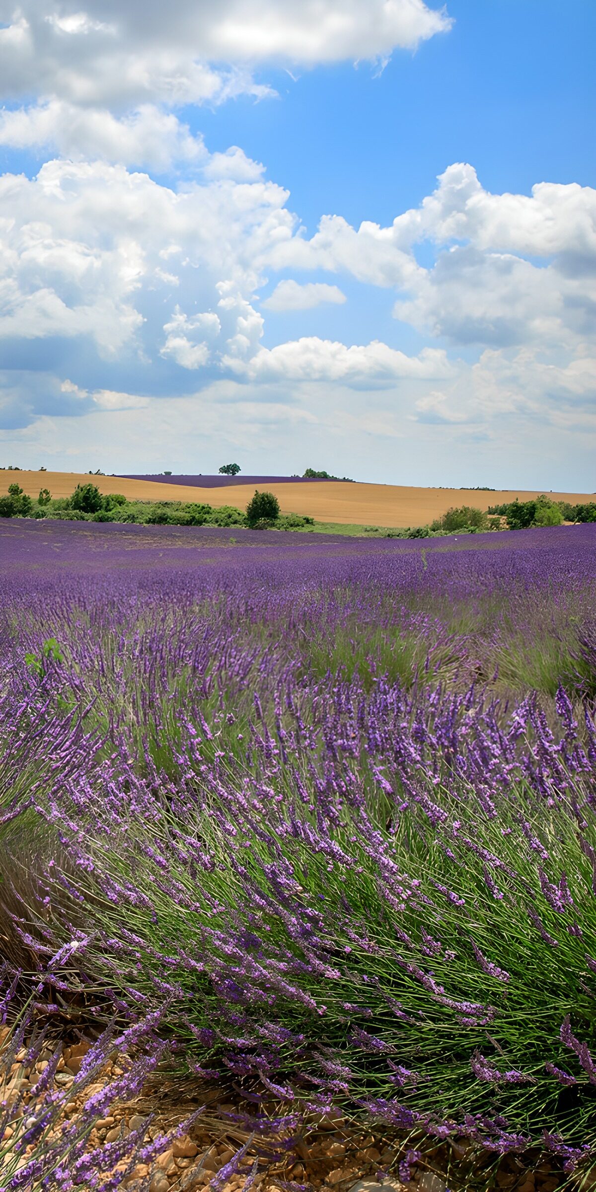 HPDK35923: Lavendel med hovedet i skyerne