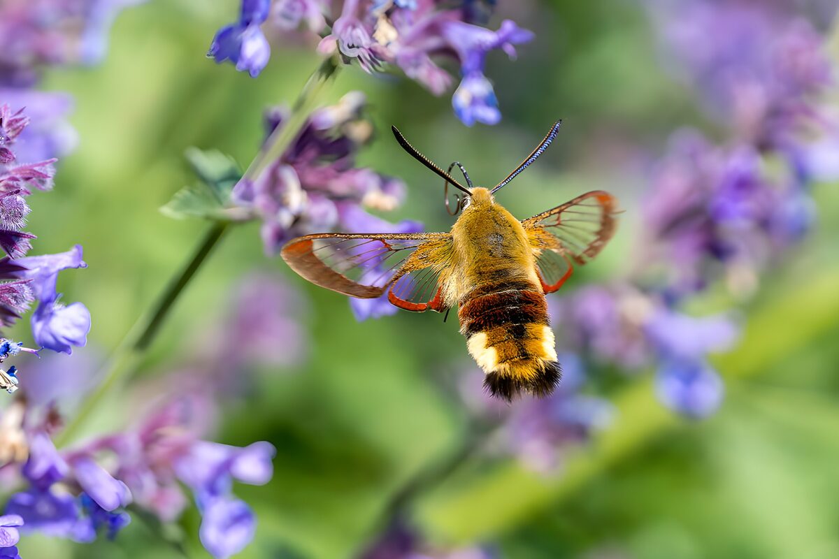 Natsværmer i svæv ved lilla blomster