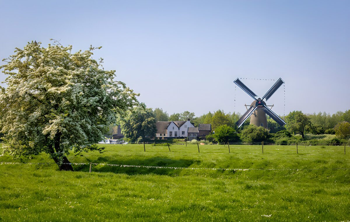 HPDK99554: Blomstrende træ og mølle i forårssol