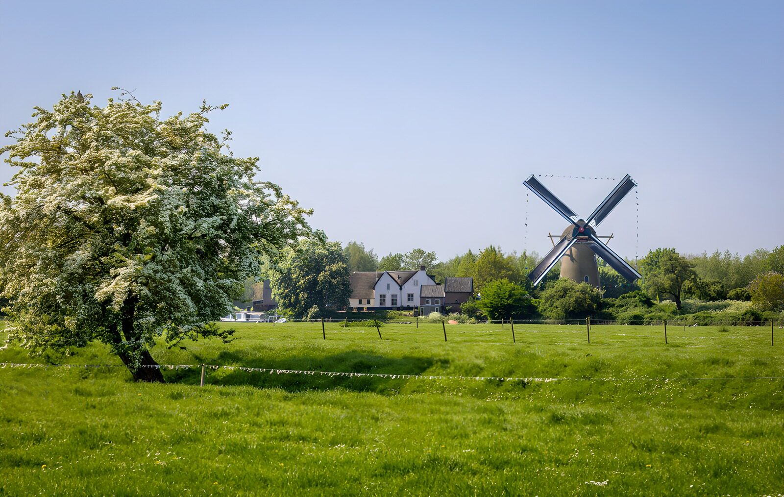 HPDK99554: Blomstrende træ og mølle i forårssol