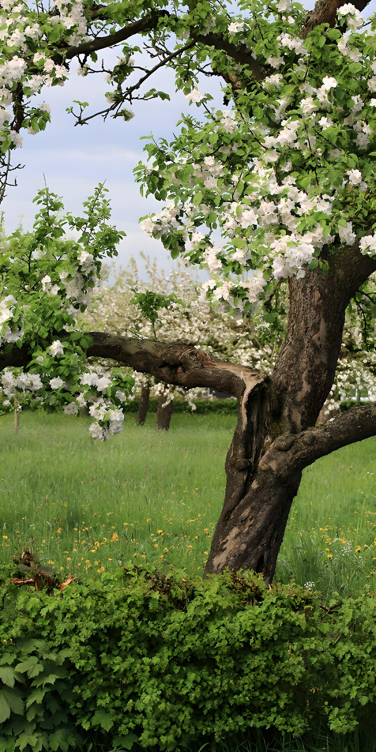 HPDK87917: Hvidblomstrende træ i forårsgrønt