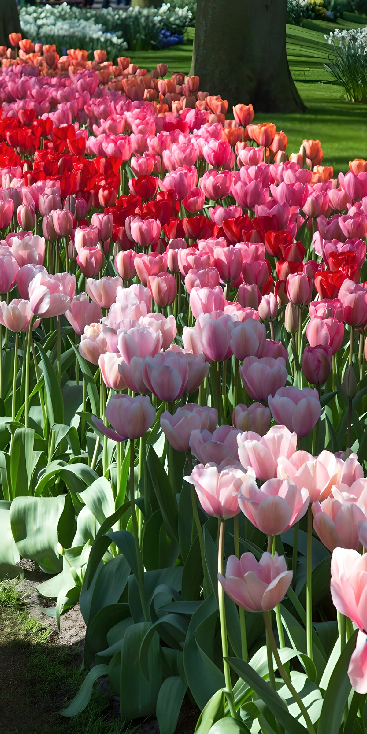 HPDK25584: Tulipaner i bølger af rosa og rødt